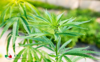 Un vistazo al cannabis: Peligros y consumo